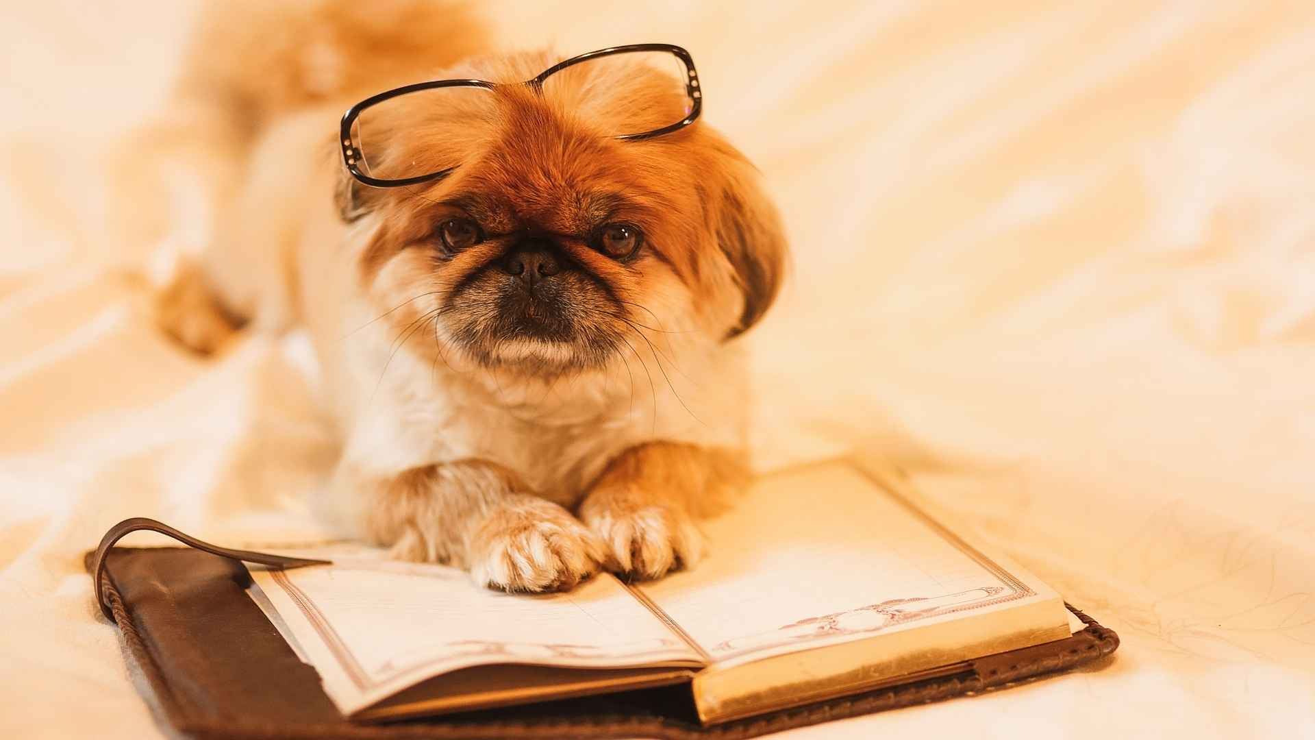 raza pedigree perro documento